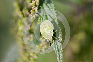 Green shield bug Palomena prasina nymph