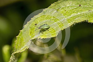 Green Shield Bug Palomena prasina nymph
