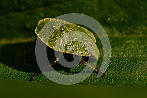 Green shield bug, Palomena prasina nymphs