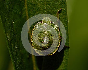 Green shield bug, Palomena prasina nymphs