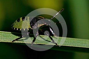 Green shield bug, Palomena prasina nymphs