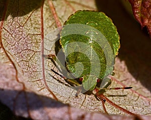 Green shield bug, Palomena prasina nymphs