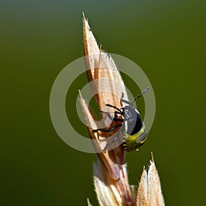 Green shield bug, Palomena prasina nymphs