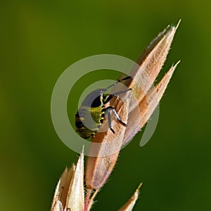 Green shield bug, Palomena prasina nymphs