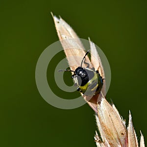 Green shield bug, Palomena prasina nymphs