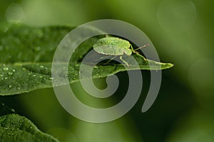 A green shield bug Palomena prasina sitting on a leaf with water drops