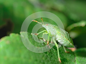 Green shield bug, Palomena prasina. View from the side. photo