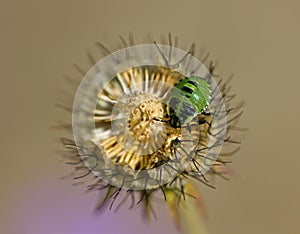 Green Shield Bug on Scabious