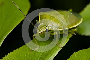 A green shield bug/stink bug