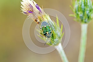 Green shield bug or stink bug on flower , Hemiptera insect , Pentatomidae