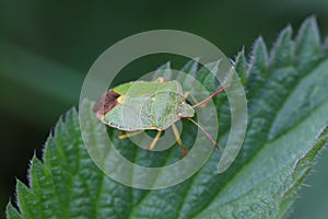 Green Shield Bug or Stink Bug (Palomena prasina) on leaf