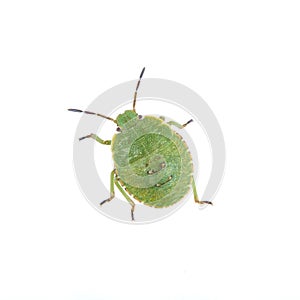 Green shield bug on a white background