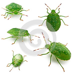 Green shield bugs, Palomena prasina, in front of