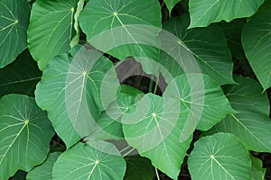 Green Shield Leaves of the Macaranga tanarius