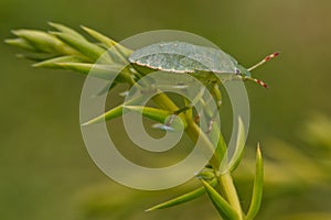 Green Shieldbug
