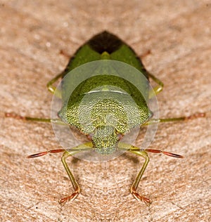 Green Shieldbug aka Palomena prasina - Portrait