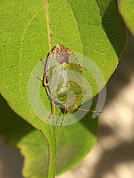 Green Shieldbug aka Palomena prasina - top view photo