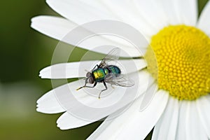 Green shimmering blowfly in close-up. Calliphoridae.