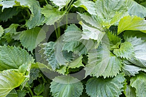 Green shiso, Japanese herb