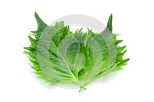 Green Shiso Leaf