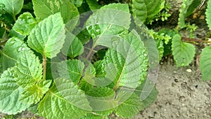 Green, shiso, nature, garden