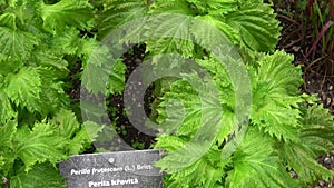 Green shiso plant  Perilla frutescens , herbal medicine