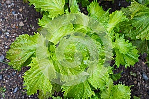 Green shiso plant Perilla frutescens herbal medicine