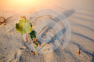 Green shoot in the desert - conceptual photo for growth in adverse conditions