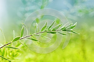 Green shoot with dew drops, natural ecological background