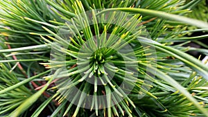 Pinus mugo 'Varella'