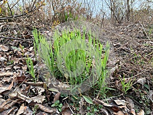 Green shoots break through the ground. Young plants sprout in the old soil. In the spring, grass grows in the forest