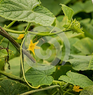 Green shoots of cucumber leaves with yellow flowers. Future green vegetables, agronomy, agriculture.