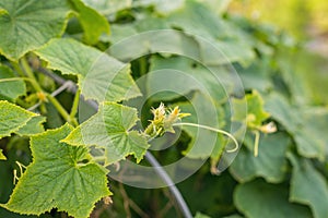 Green shoots of cucumber leaves with yellow flowers. Future green vegetables, agronomy, agriculture.