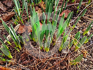 Green shoots of daffodil on a warm sunny day.