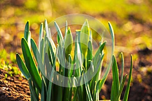 Green shoots daffodils and buds in early spring_