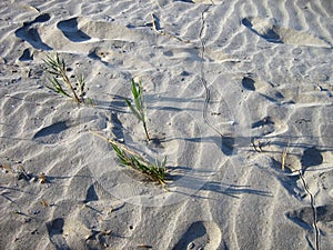 Green shoots of grass grow on the desert sand. Changes to climate aridity and dehydration