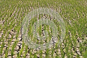 Green shoots of rice grown on dry land.