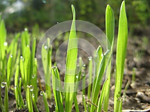 Green shoots of rye