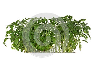 Green shoots of seedling tomato isolated on white background.