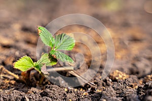 green shoots strawberries emerging from fertile soil, capturing the essence of new life