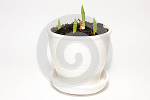 Green shoots in a white ceramic pot