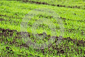 Green shoots of winter wheat. A field with green grass. Wheat germination from the soil