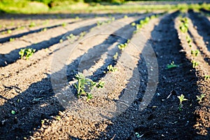 Large file of organic cultivation potatoes