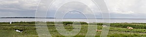 Green shore with cows at Oresund coast, near Niva, Denmark