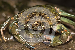 Green shore crab attacking limpet photo