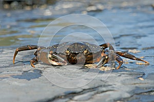 Green Shore Crab Carcinus maenas