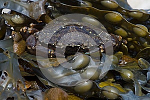 Green Shore Crab (Carcinus Maenus)