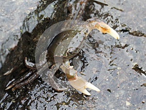 Green Shore Crab with Claws Out