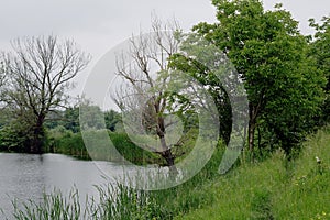 Green shore of the lake