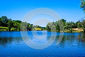 Green shore of a summer lake